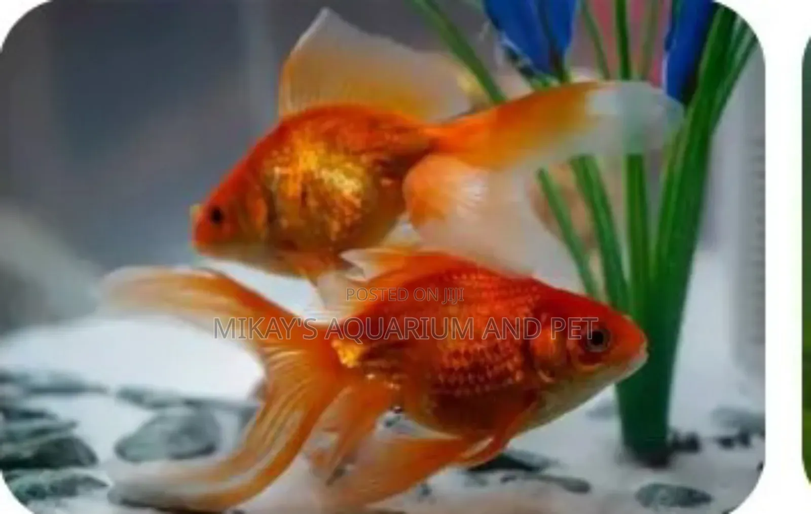 Fun Tail Fishes