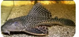 Tank Cleaner Fish