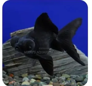 Blackmore Aquarium Fishes