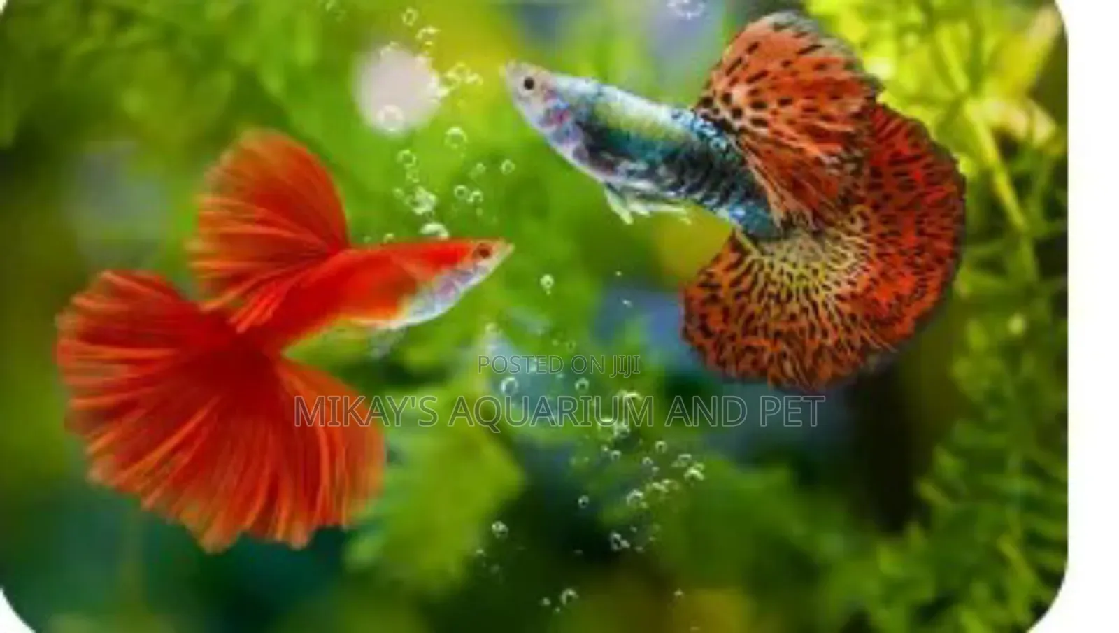 Guppies Fishes
