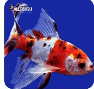 Calico Commet Fish