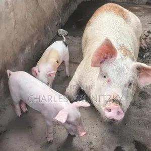Pig for Breeding