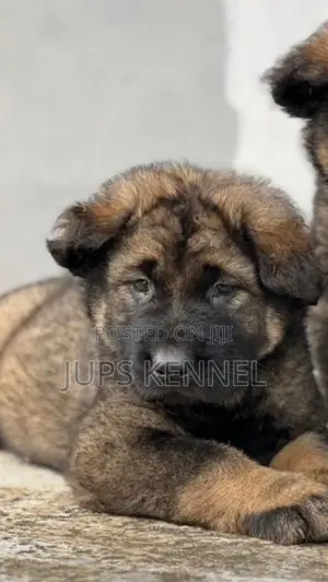 1-3 months Female Purebred Caucasian Shepherd