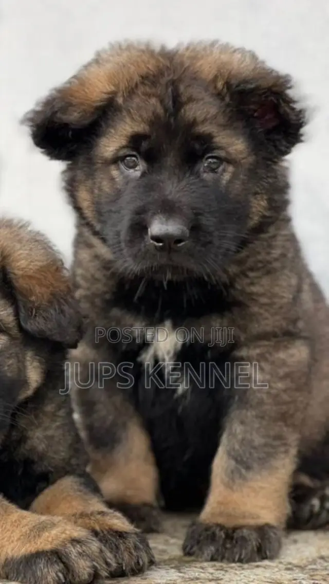 1-3 months Female Purebred Caucasian Shepherd