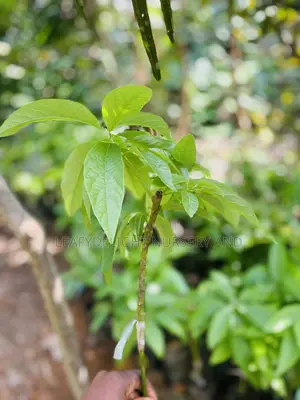 Grafted Avocado Seedlings