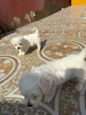 1-3 months Male Purebred Maltipoo