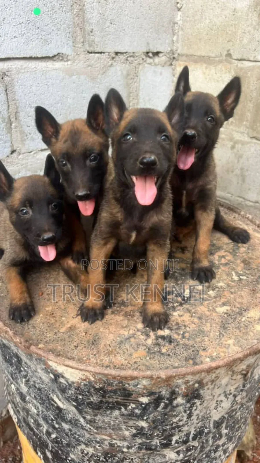 1-3 months Male Purebred Belgian Malinois
