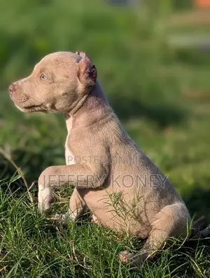 1-3 months Male Purebred American Pit Bull Terrier