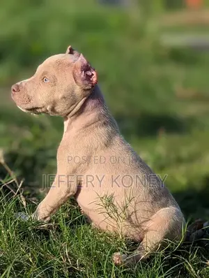 1-3 months Male Purebred American Pit Bull Terrier