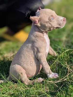 1-3 months Male Purebred American Pit Bull Terrier