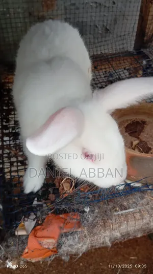 Healthy and Strong Rabbits for Sales