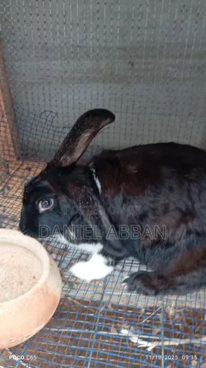 Healthy and Strong Rabbits for Sales