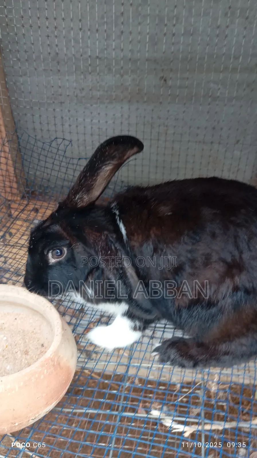 Healthy and Strong Rabbits for Sales