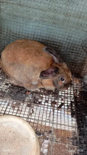 Healthy and Strong Rabbits for Sales
