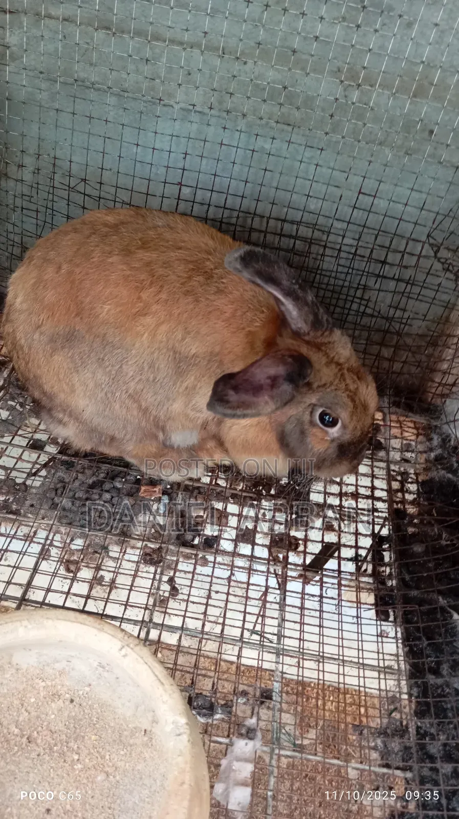 Healthy and Strong Rabbits for Sales
