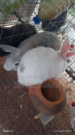 Healthy and Strong Rabbits for Sales