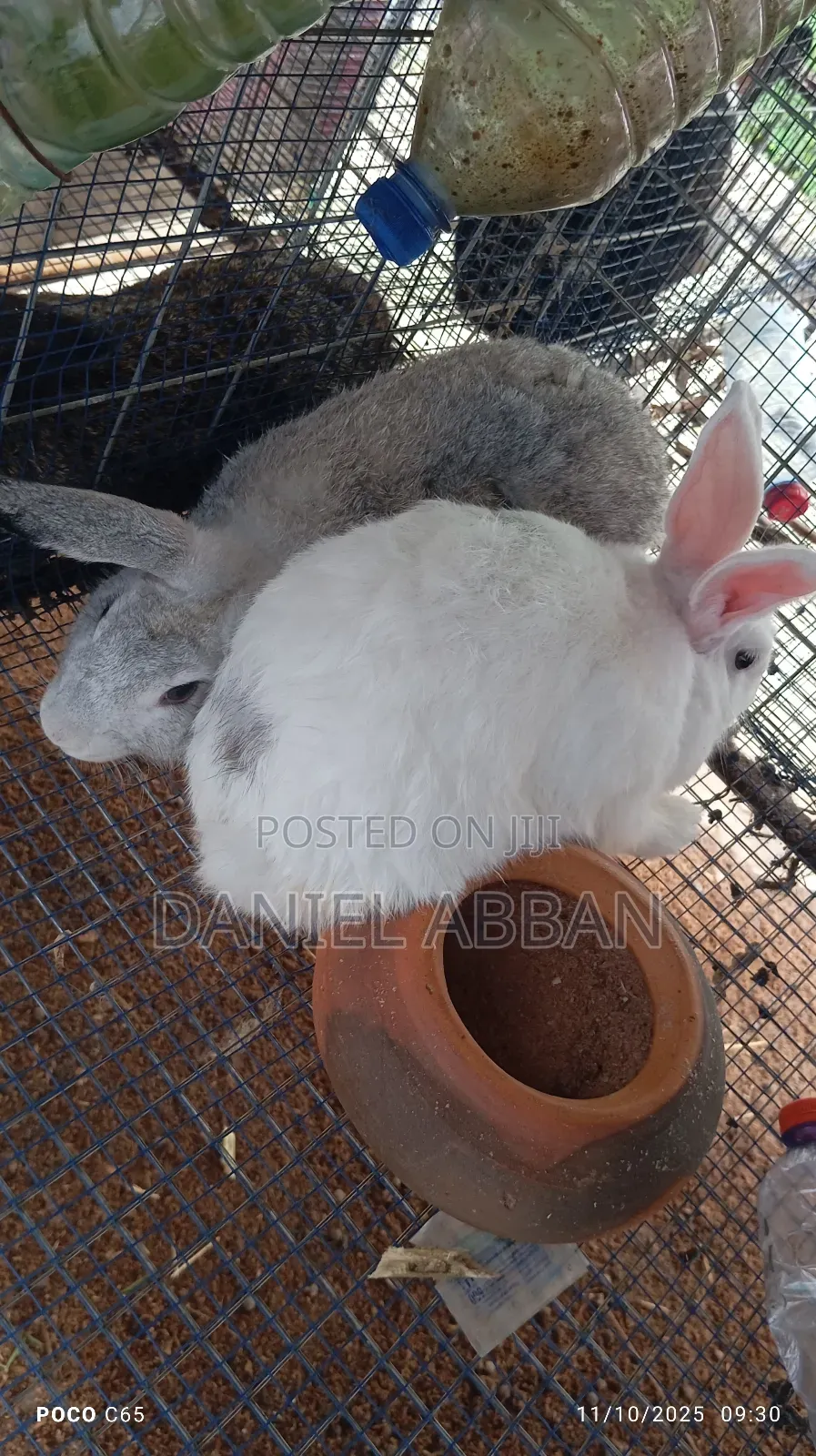 Healthy and Strong Rabbits for Sales