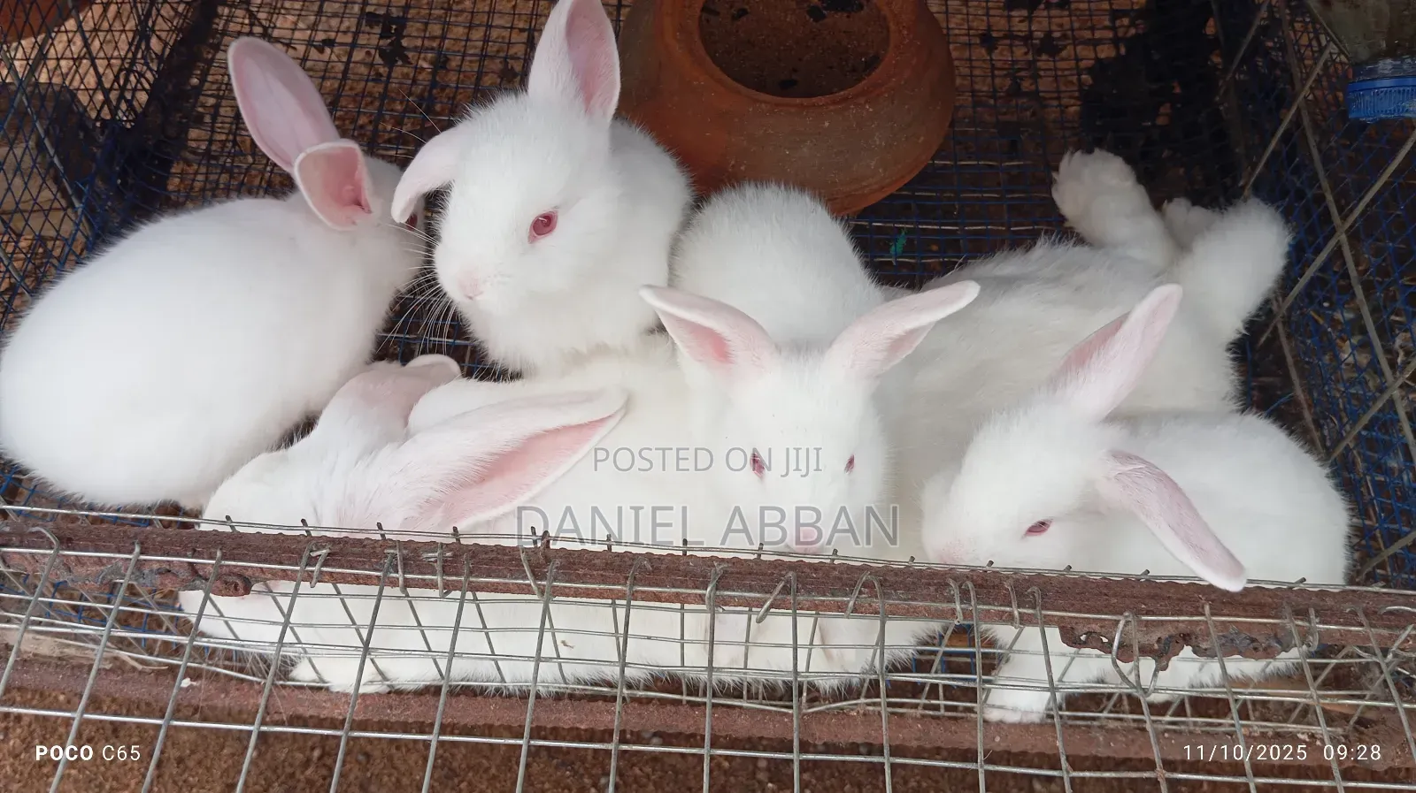 Healthy and Strong Rabbits for Sales