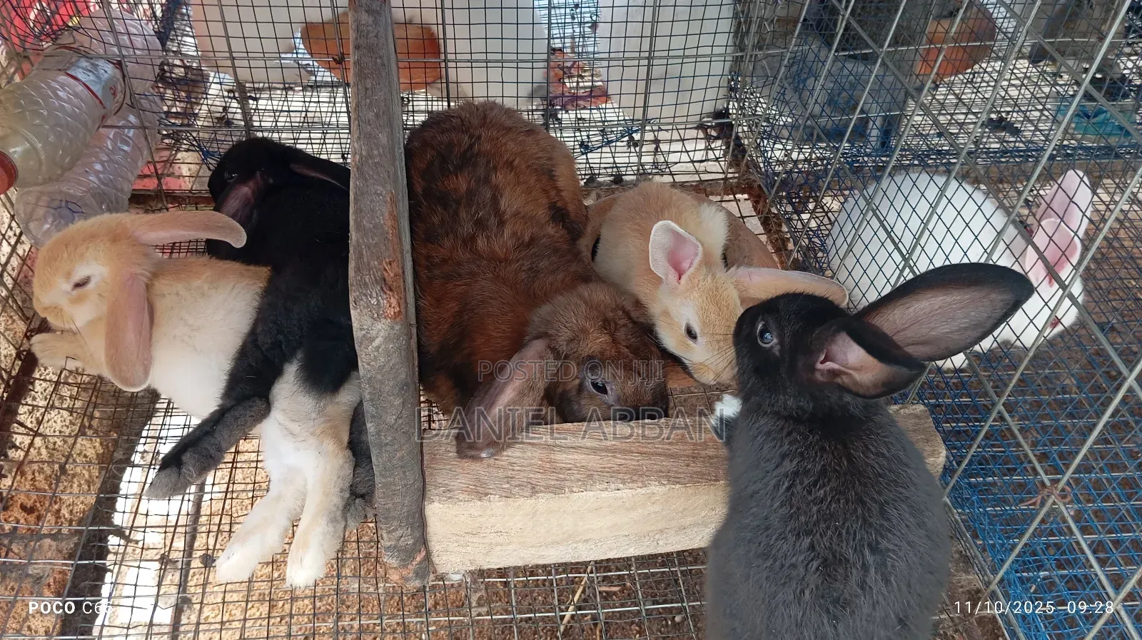 Healthy and Strong Rabbits for Sales