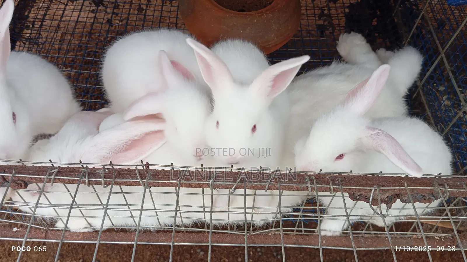 Healthy and Strong Rabbits for Sales
