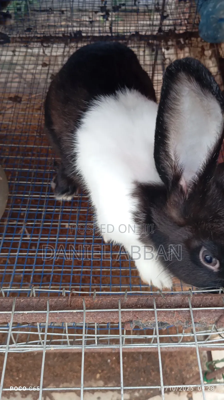 Healthy and Strong Rabbits for Sales