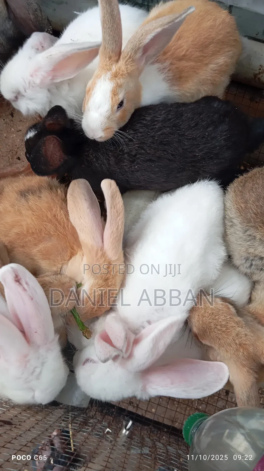 Healthy and Strong Rabbits for Sales