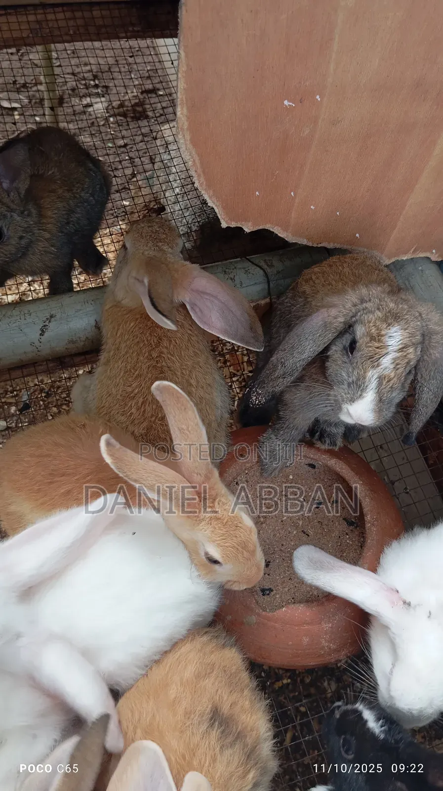 Healthy and Strong Rabbits for Sales