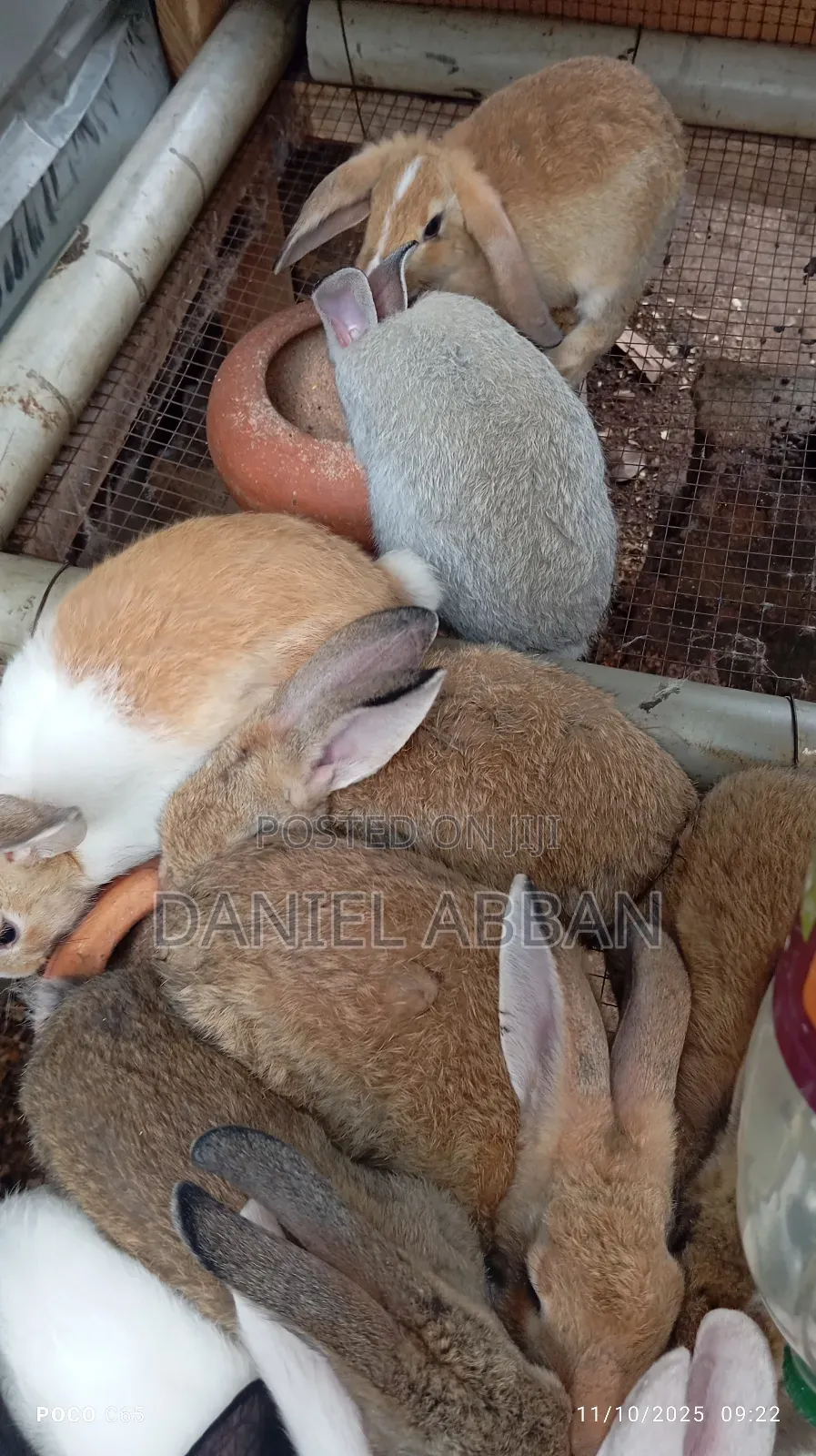 Healthy and Strong Rabbits for Sales