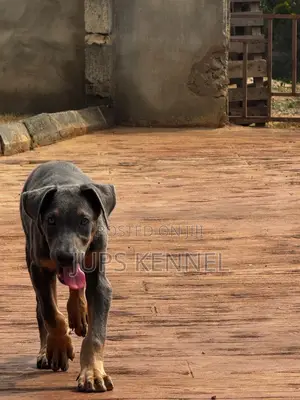 1-3 months Male Purebred Doberman Pinscher