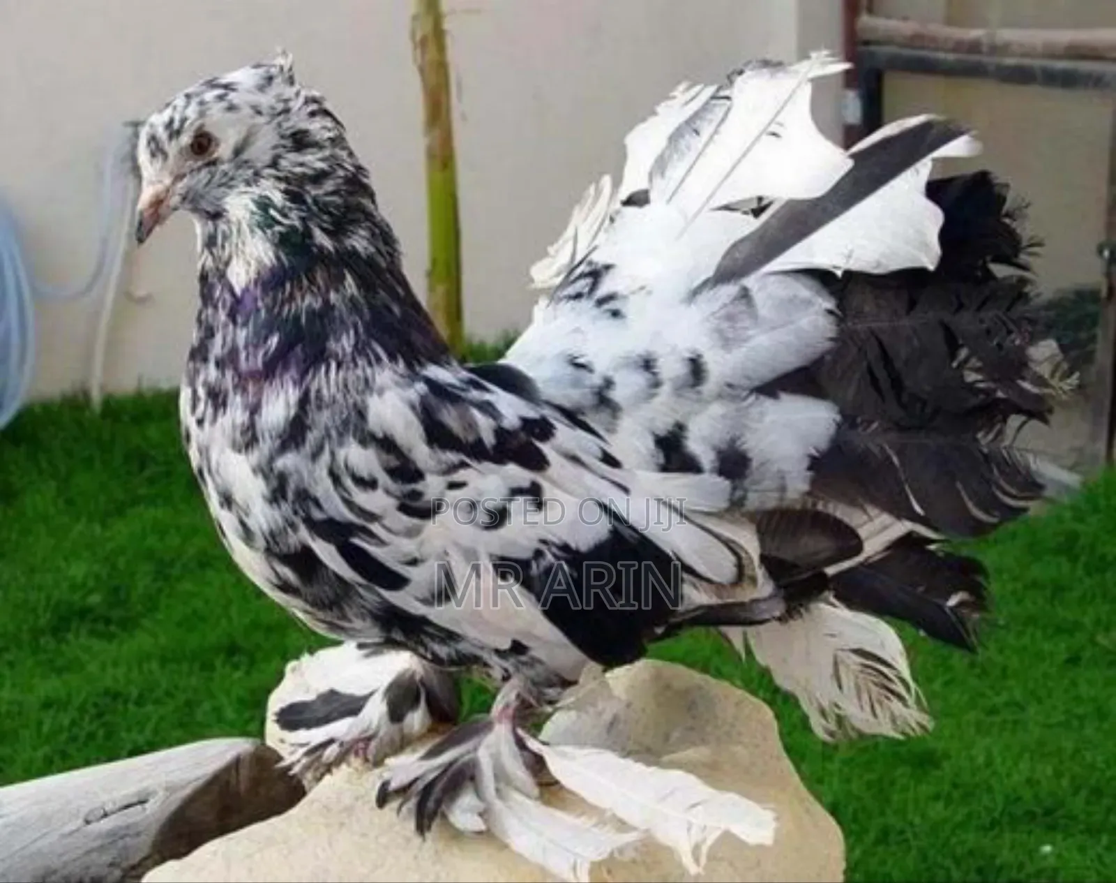 Home of All Kinds Pigeons