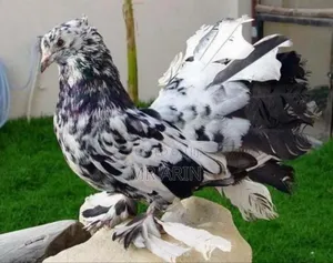 Home of All Kinds Pigeons