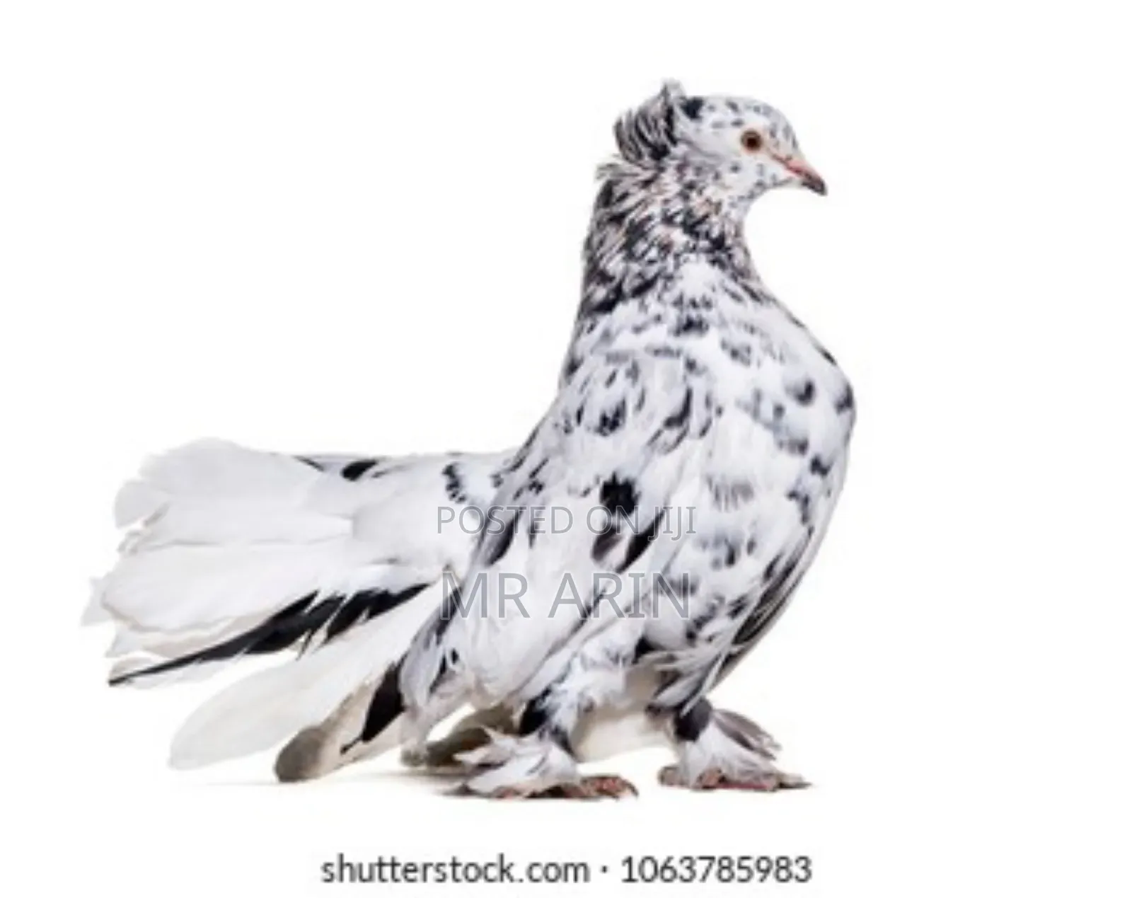 Home of All Kinds Pigeons