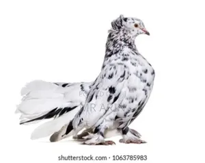 Home of All Kinds Pigeons