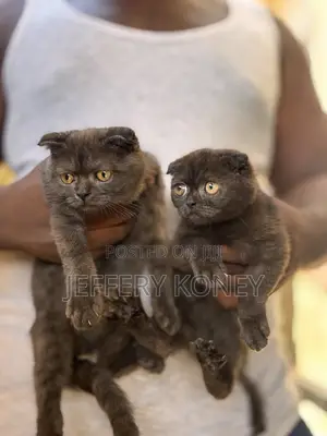1-3 months Male Purebred Scottish Fold