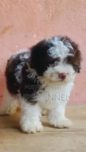 1-3 months Female Purebred Poodle