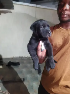 1-3 months Male Purebred Boerboel