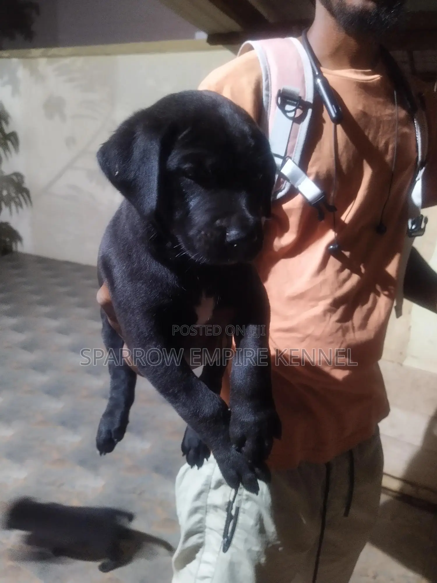1-3 months Male Purebred Boerboel