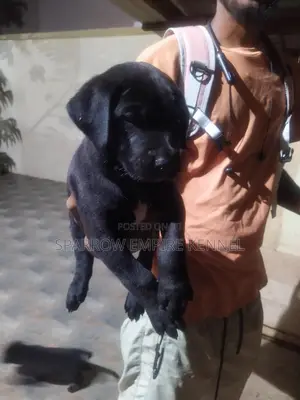 1-3 months Male Purebred Boerboel
