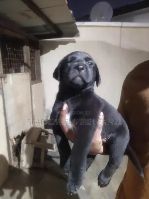 1-3 months Male Purebred Boerboel
