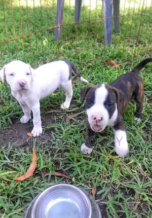 1-3 months Male Purebred American Pit Bull Terrier