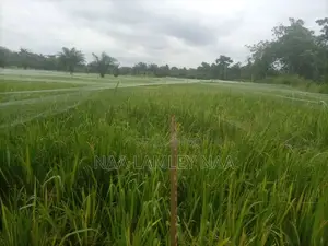 Commercial Farm and a Two Bedroom Farm for Sale at Kumasi.
