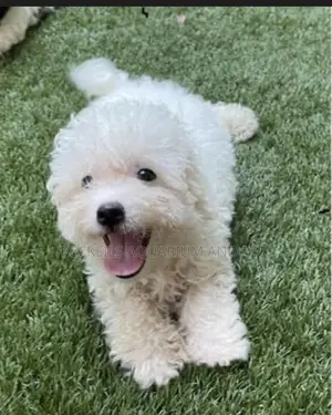 1-3 months Male Purebred Poodle