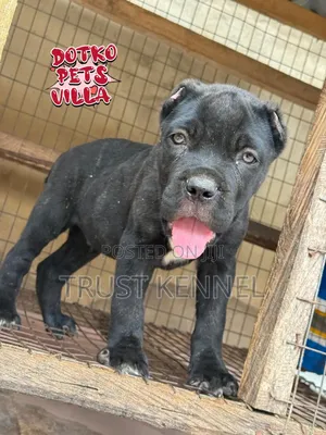 1-3 months Male Purebred Cane Corso