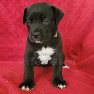 1-3 months Female Purebred Boerboel