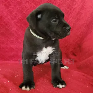 1-3 months Female Purebred Boerboel