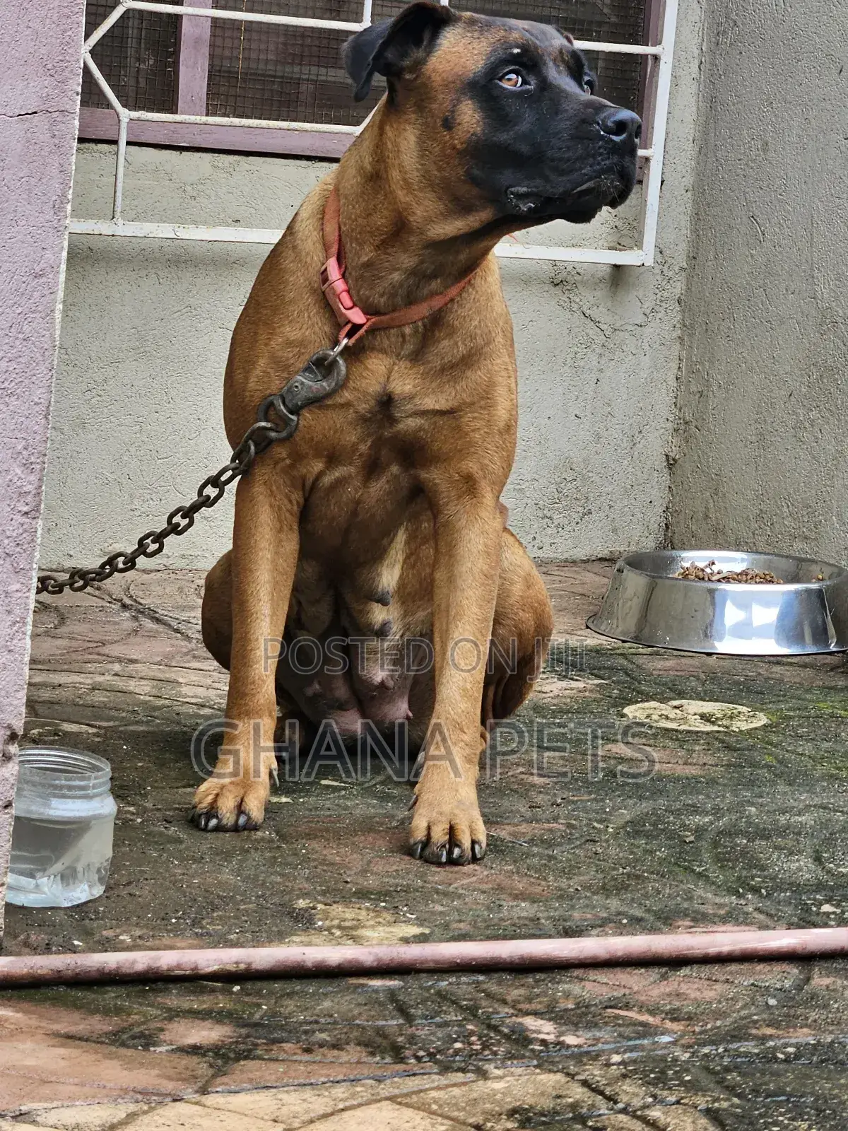6-12 months Female Purebred Boerboel