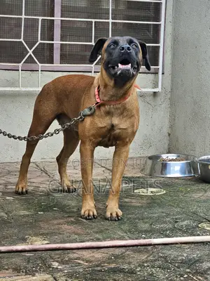 6-12 months Female Purebred Boerboel