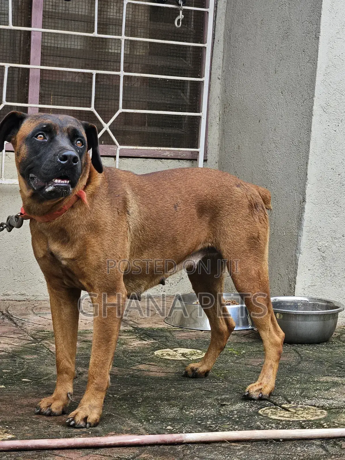 6-12 months Female Purebred Boerboel