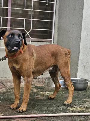 6-12 months Female Purebred Boerboel
