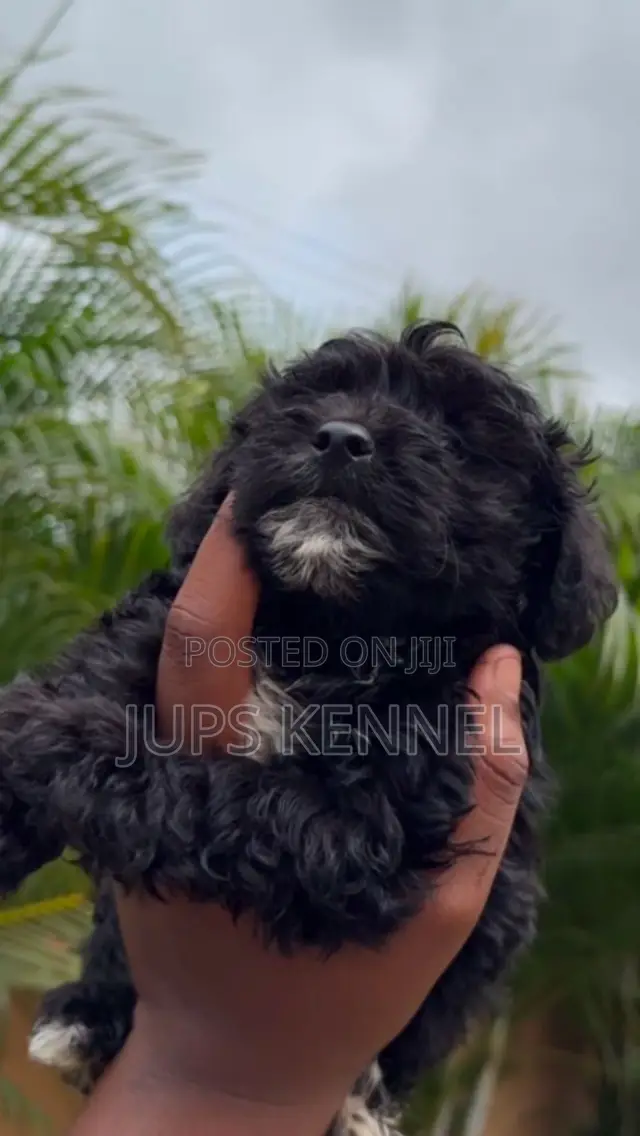 1-3 months Female Purebred Poodle